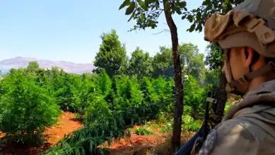Diyarbakır'da Dev Kenevir Operasyonu: 12 Milyon Kök Ele Geçirildi