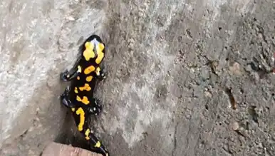 Koruma Altındaki Semender, Şehirde Keşfedildi!