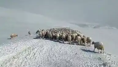 Tipide 350 Hayvan Öldü